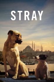 Stray (2020)